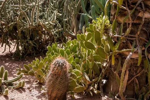 Cacti in the Moroccan desert Stock Photos