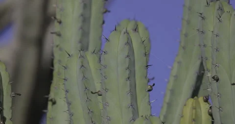 Cacti in the natural environment, 4K slomo Stock Footage 249737053