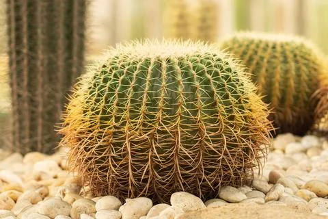 Cacti with needles as background. Stock Photos