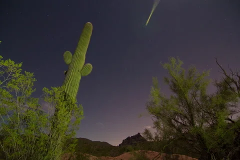 Cacti in New Mexico at Night : Time Lapse Stock Footage 64539260
