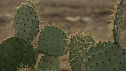 Cacti or cactus in lonely Texas oil field or desert Stock Footage 125685249