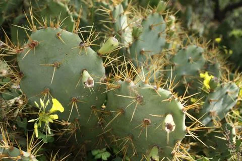 Cacti Stock Photos