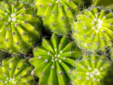 Cacti Stock Photos