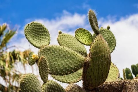 Cacti Stock Photos
