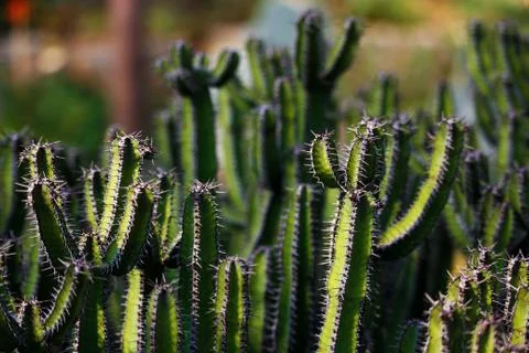 Cacti Stock Photos
