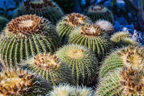 Cacti Stock Photos