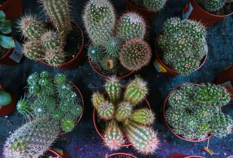 Cacti Stock Photos