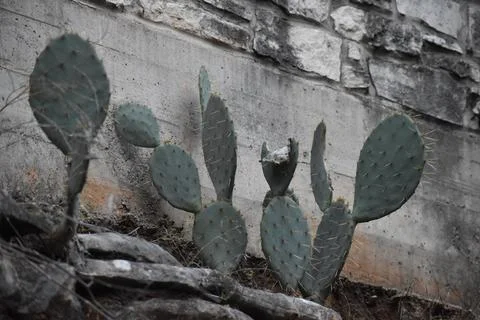 Cacti Stock Photos