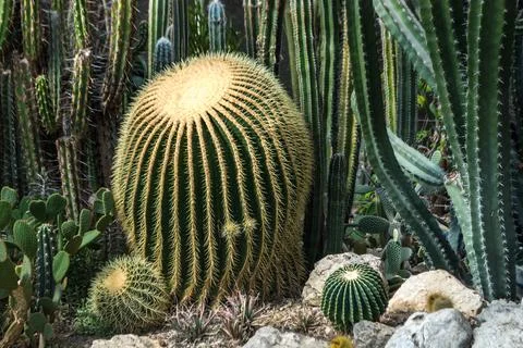 Cacti Stock Photos