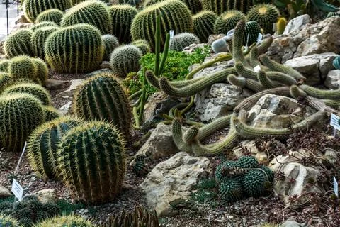 Cacti Foto stock