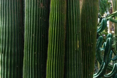 Cacti Stock Photos