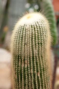 Cacti plants Stock Photos