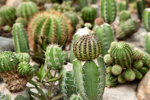 Cacti plants Stock Photos