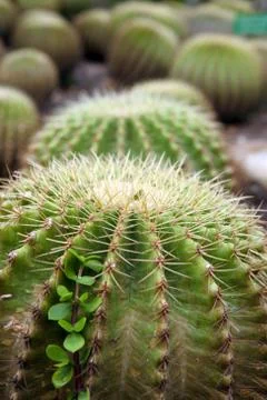 Cacti plants Stock Photos