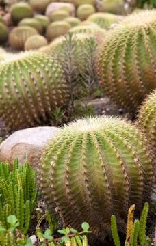 Cacti plants Stock Photos
