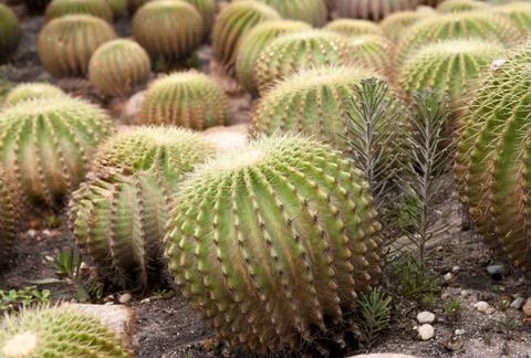 Cacti plants Stock Photos