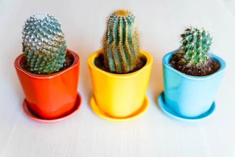 Cacti in pots at home Stock Photos