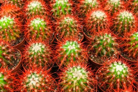 Cacti in pots Stock Photos