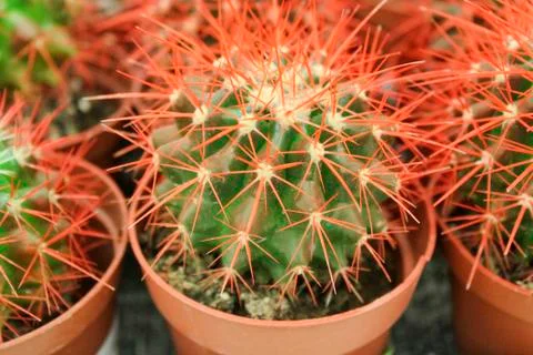 Cacti in pots Stock Photos