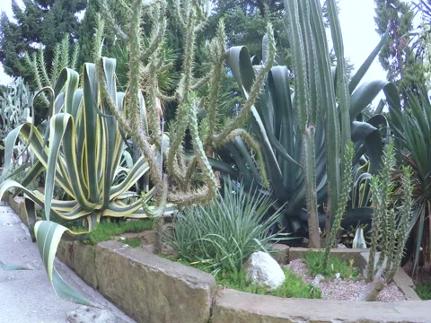 Cacti in resort park Video stock 72159423