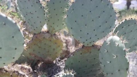 Cacti in Rocas Rojas San Agustin Stock Footage 135032550