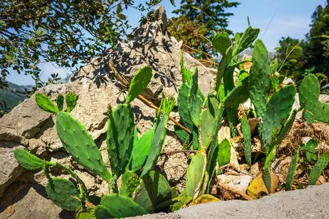 Cacti on the rock Stock Photos