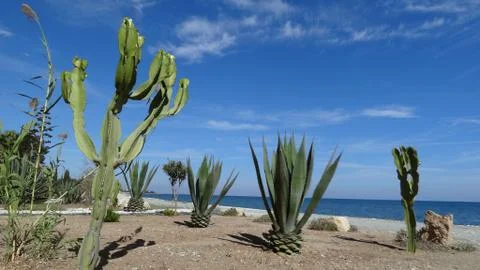 Cacti on the seashore close up. Fotos de archivo