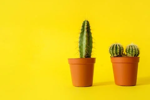 Cacti with sharp long spikes and thorns in a terracotta pot on a yellow backg Stock Photos