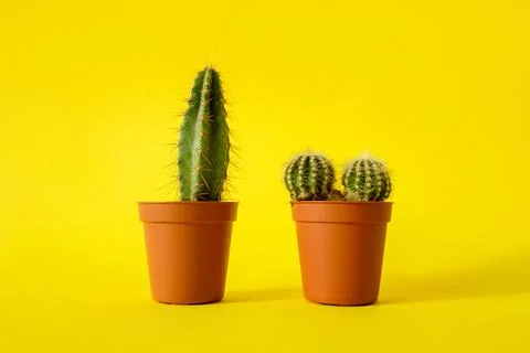 Cacti with sharp long spikes and thorns in a terracotta pot on a yellow backg Stock Photos
