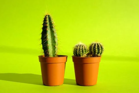 Cacti with sharp long spikes and thorns in a terracotta pot on a bright green Stock Photos