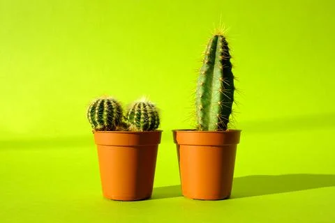 Cacti with sharp long spikes and thorns in a terracotta pot on a bright green Stock Photos