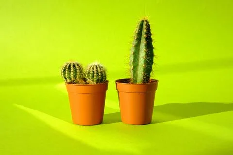 Cacti with sharp long spikes and thorns in a terracotta pot on a bright green Stock Photos