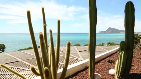 Cacti on the Spanish coast Stock Footage 64812287