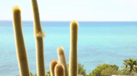 Cacti on the Spanish coast Stock Footage 64812508
