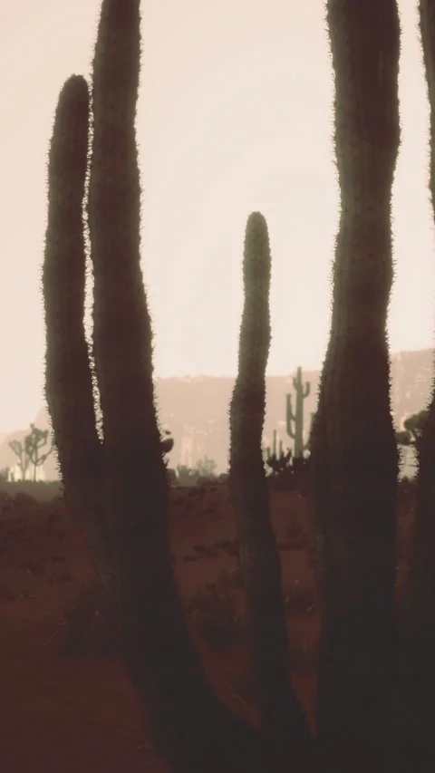 Cacti stand tall against the backdrop of a desert landscape during sunset Stock Footage 336188635
