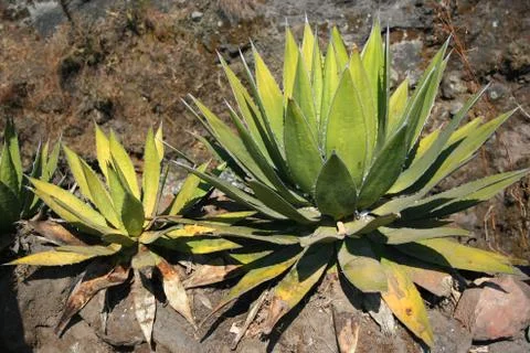 Cacti on stone Stock Photos