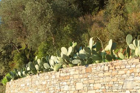 Cacti on stone wall in summer. Background for design. Nature and buildings. Stock Photos