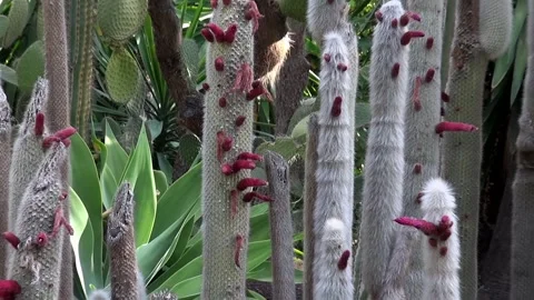 Cacti thin tall 動画素材 328609770