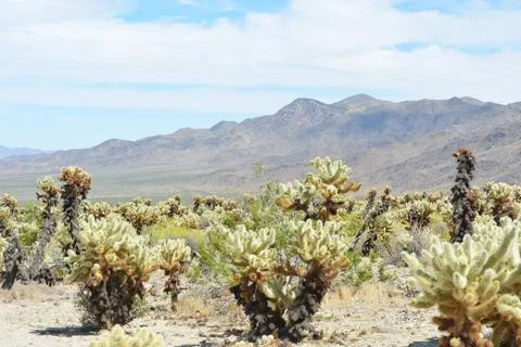 Cacti Thrive Under the Bright Sun in a Vibrant Desert Landscape Foto stock