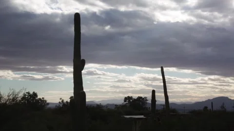 Cacti timelapse Stock Footage 58270974
