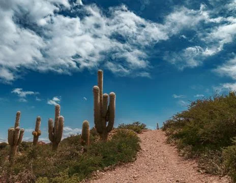 Cacti valley Foto stock