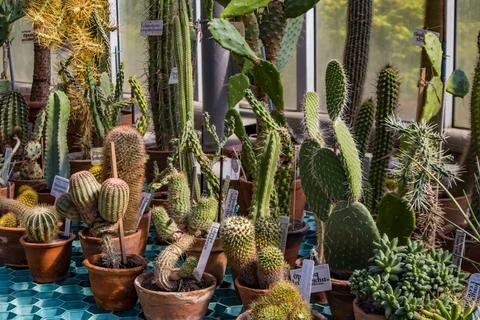 Cacti of various types in pots Foto stock