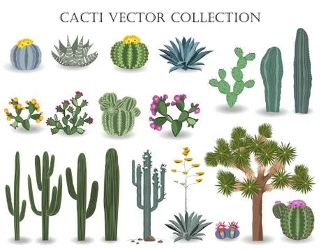Cacti vector collection. Stock Illustration