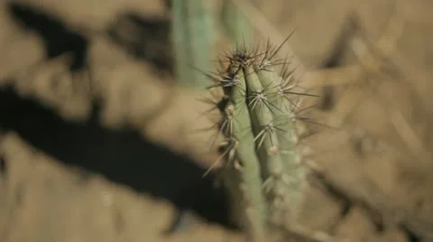 Cactii in desert Stockbeeldmateriaal 10999309