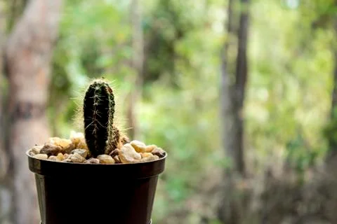 Cacto/Cactus Stock Photos