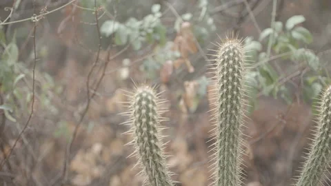 Cactos Brazil Stock Footage 151361401