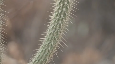 Cactos Stock Footage 151361403