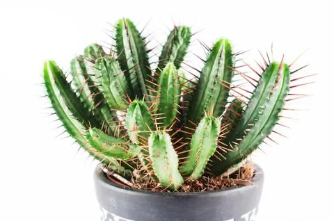 Cactus 1 0847 Stock Photos