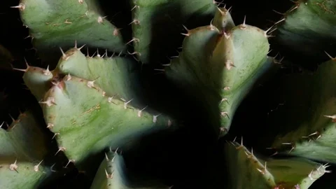 Cactus 1 Stock Footage 107922084