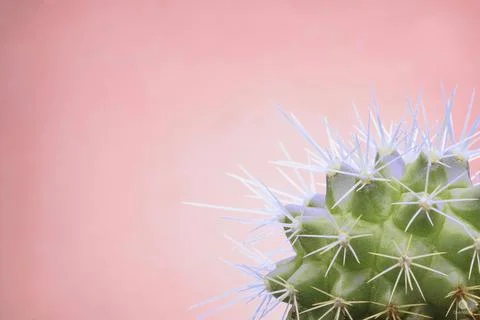 Cactus 2 Stock Photos